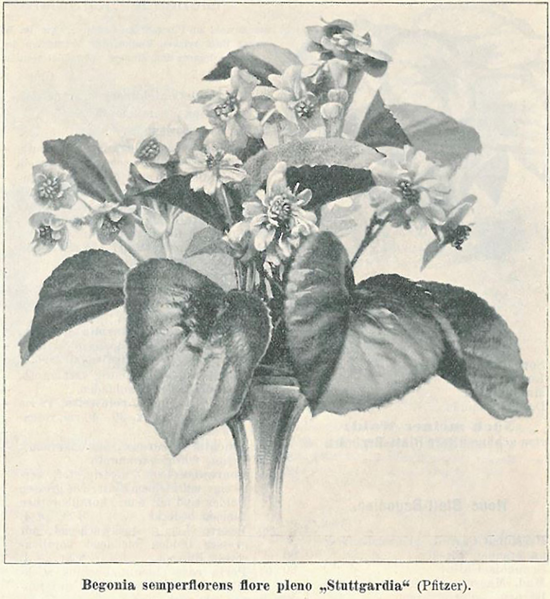 B. ‘Stuttgartia’